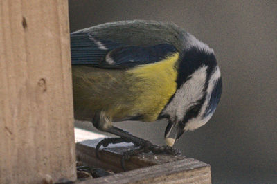 Close-up of a bird