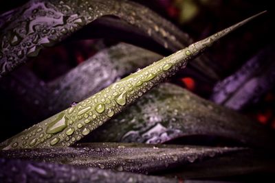 Close-up of raindrops on leaves