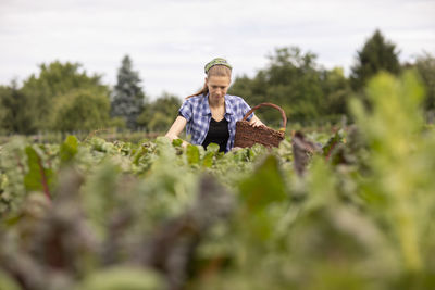 Young woman working as vegetable grower or farmer in the field