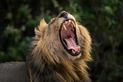 Close-up of lioness