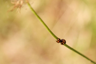 High angle view of ladybugs mating on plant