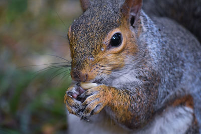 Close-up of squirrel