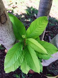 Close-up of fresh green leaves