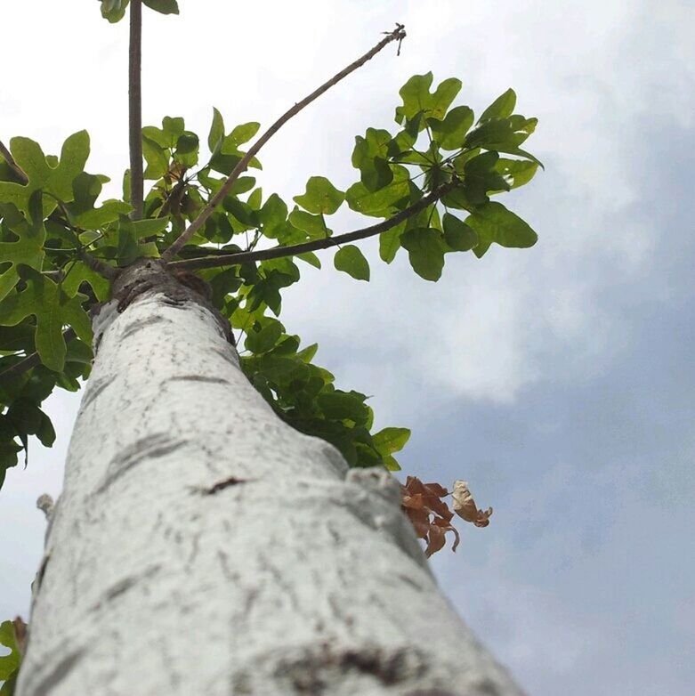 low angle view, tree, sky, green color, leaf, growth, nature, branch, tree trunk, day, tranquility, outdoors, cloud, beauty in nature, green, plant, no people, cloud - sky, growing, close-up