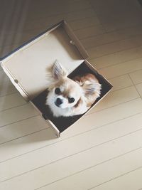 High angle view of dog lying on floor