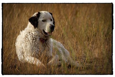 Close-up of dog sitting on field