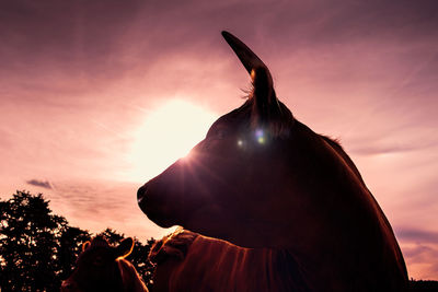 Cow standing against sky during sunset
