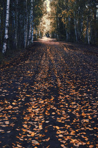 Leaves fallen on footpath during autumn