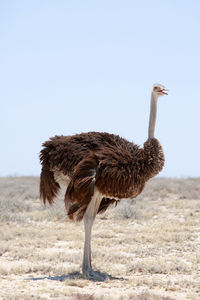 Ostrich on field against clear sky