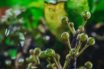 Close-up of wet plant