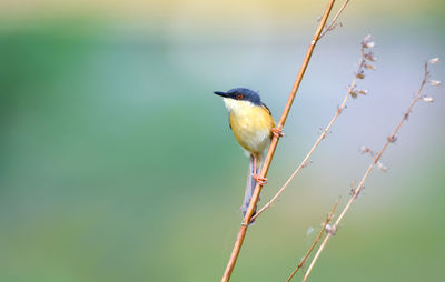 Close-up of bird perching on twig