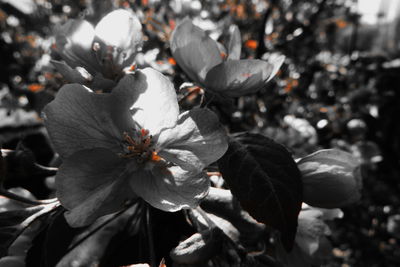 Close-up of flowering plant