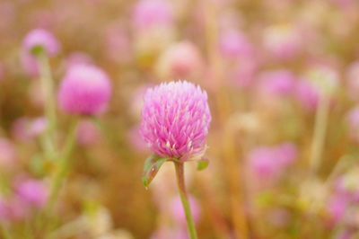 Close-up of pink flowering plant