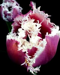 Close-up of pink flower over black background