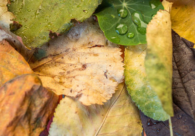 Close-up of leaves