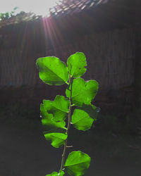 Close-up of plant leaves