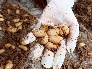 High angle view of mushrooms