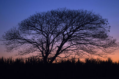 Silhouette bare tree on field against sky at sunset