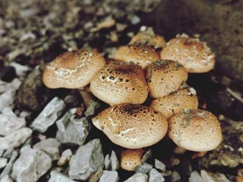 High angle view of mushrooms on field