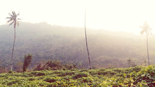Trees in foggy weather