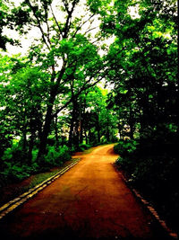 Road passing through forest