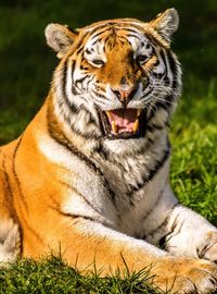 Close-up of tiger on field