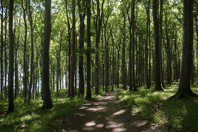 Trees growing in forest