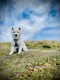 View of a dog on field