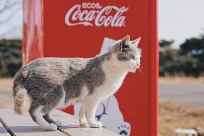 Close-up of a cat