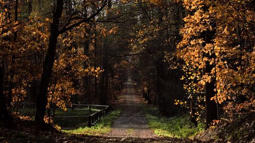 Trees in forest during autumn