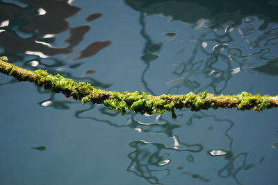 Close-up of water lily in lake