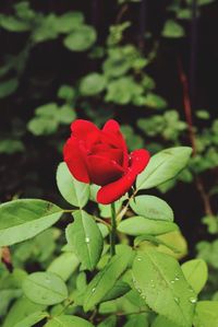 Close-up of red rose blooming outdoors