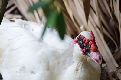 Close-up of a bird