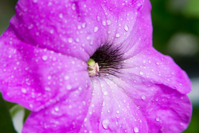 Close-up of wet pink flower blooming outdoors