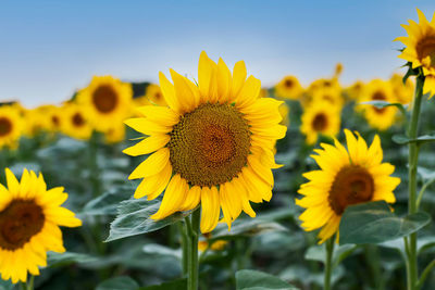 Close-up of sunflower