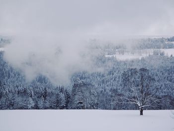 Trees against sky during winter