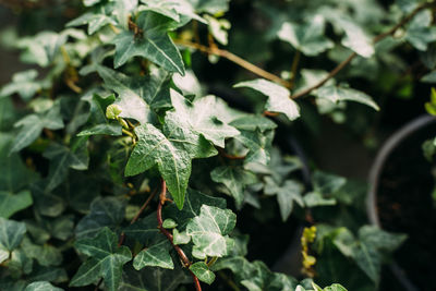 Gardening, planting and flora concept - close up of plants in pots hedera ivy at greenhouse