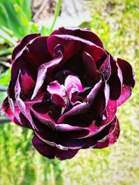 Close-up of wet purple rose