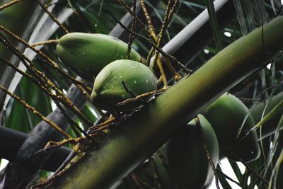 Close-up of fruit growing on tree