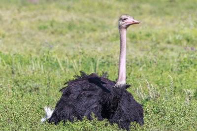 Ostrich on grassy field during sunny day