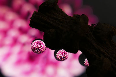 Close-up of pink tree at night