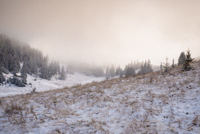 Snow covered land and trees against sky