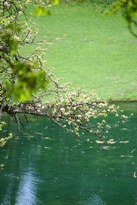 Close-up of fresh flower tree in water