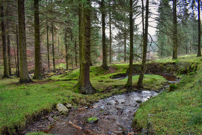 Trees growing in forest