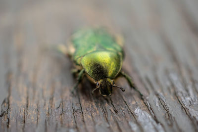 Close-up of insect on wood