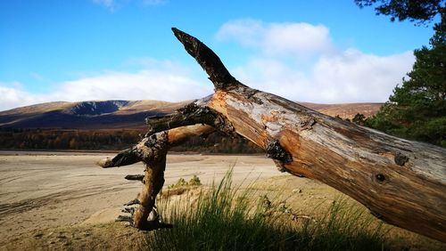 Giraffe on mountain against sky