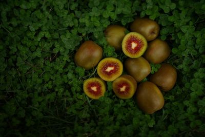 High angle view of kiwi fruits on plants