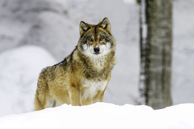 Portrait of dog in snow