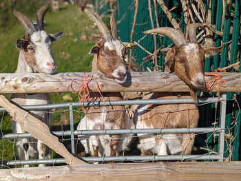 Close-up of deer in cage