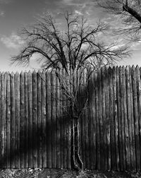 Bare trees against sky